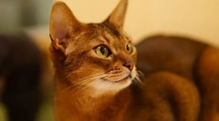 Cum de a alege o pisică de rasă